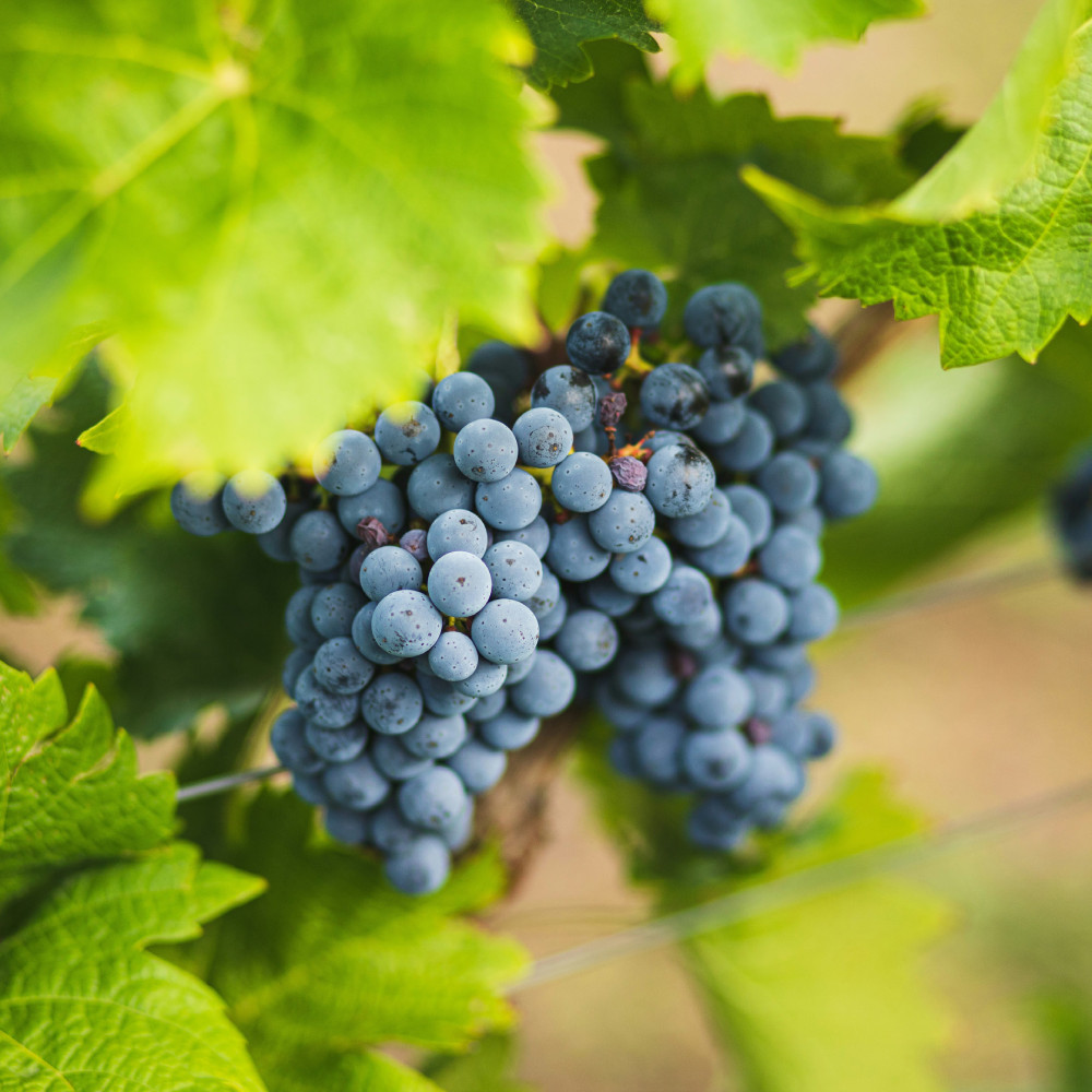 Our selection of wines